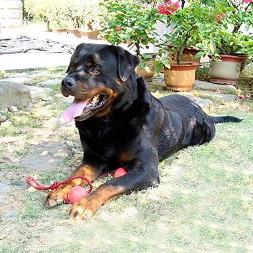 צעצוע גומי כדור קופצני כלב Hbuir, xx-large