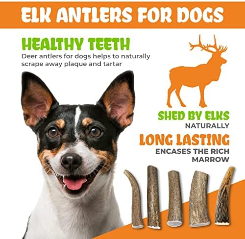 צרור K9warehouse - רצועות אוזניים חזיר וקרניים איילים קטנים שלמים לכלבים - כל פינוקי כלבים טבעיים, לאורך זמן, לעיכול לעיסות אגרסיביות קטנות, בינוניות וגדולות