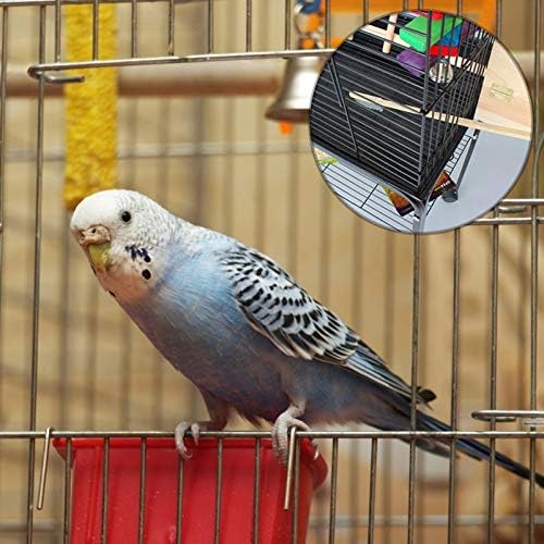 Balacoo Parakeet Bird Bird Bird Bird Bird Birter Cle